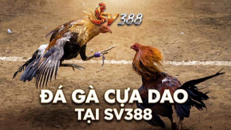 Đá gà cựa dao trực tiếp tại SV388