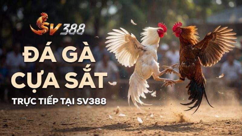 Đá gà cựa sắt trực tiếp tại SV388