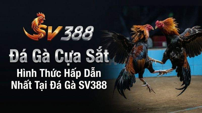 Đá Gà Cựa Sắt: Hình Thức Hấp Dẫn Nhất Tại Đá Gà SV388