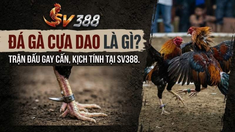 Đá gà cựa dao là gì?