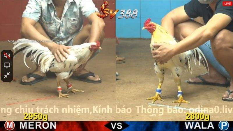 Đá gà cựa sắt là gì? Giới thiệu về hình thức đá gà cựa sắt tại Đá Gà SV388