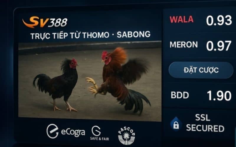 Đá gà SV388 là sản phẩm nổi bật nhất của nhà cái SV388 Đá gà SV388 là sản phẩm nổi bật nhất của nhà cái SV388