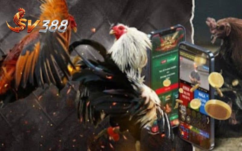 SV388 hợp tác với các nhà cung cấp danh tiếng SV388 hợp tác với các nhà cung cấp danh tiếng